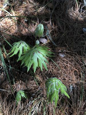 高山破傘菊