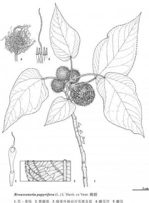 構樹線繪圖_金門植物誌