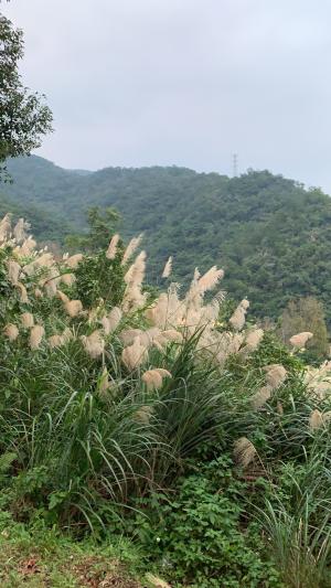 芒 (茅丁)