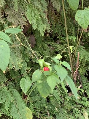 雙花龍葵