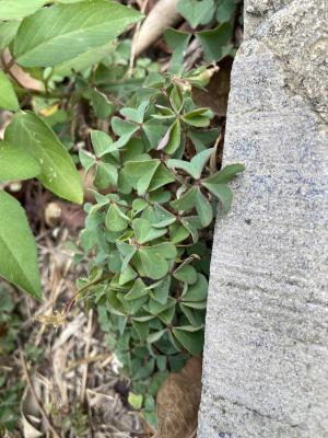 黃花酢醬草