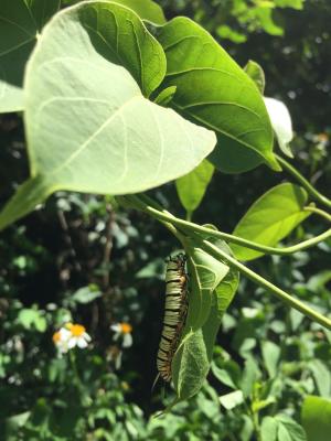 淡紋青斑蝶