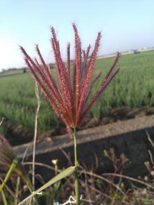 虎尾草、刺虎尾草、孟仁草