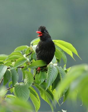 紅嘴黑鵯（台灣亞種）