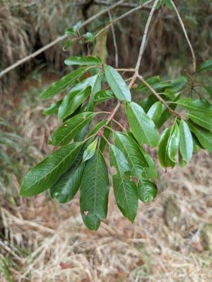 玉山假沙梨