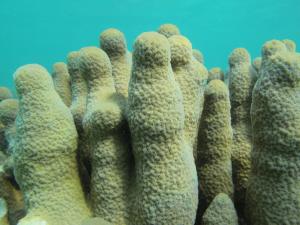 大篩孔珊瑚