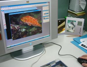 數位化工作—將潛水攝影生態照的幻燈片掃描存檔