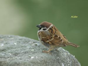 20090725_404623_Eurasian_Tree_Sparrow_5896.jpg