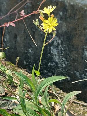 中華小苦蕒 山苦蕒