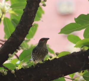 亞洲輝椋鳥