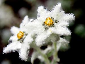 玉山薄雪草