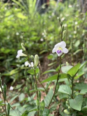 小花寬葉馬偕花