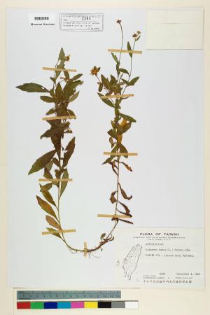 Kalimeris indica (L.) Sch. Bip._標本_BRCM 6482