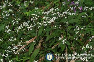 Ageratina riparia (Regel) R. King & H. Robinson_BRCM 6109