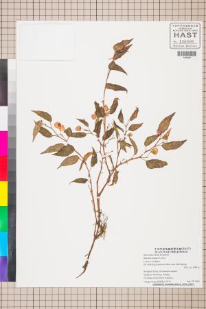 Begonia aequata標本_BRCM 2858