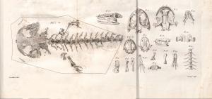 居維葉1824年的薛氏鯢化石圖版
