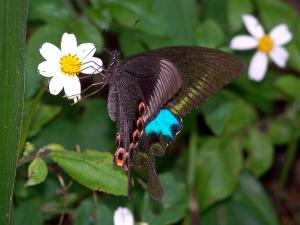 巴黎翠鳳蝶