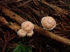 Collybia effusa(疏褶金錢菇)