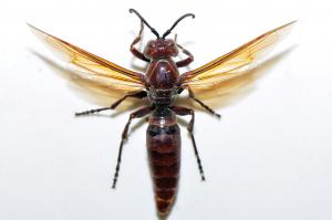 棕長腳蜂 Polistes gigas