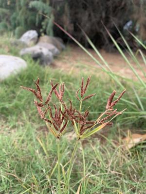 香附子 (香頭草)