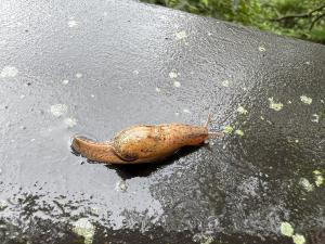 馬丁氏鼈甲蛞蝓