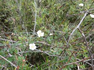 高山薔薇