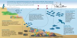 過度捕撈對珊瑚礁的威脅