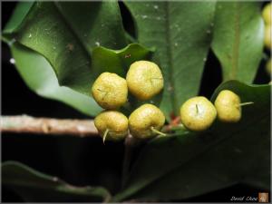 小葉樹杞