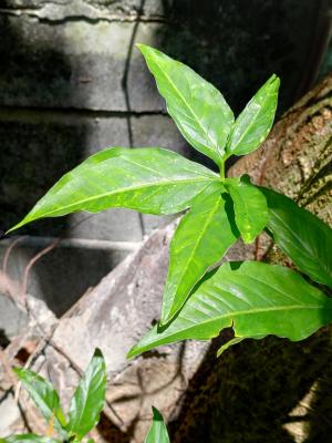 狹葉合果芋