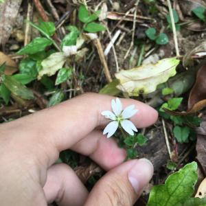 阿里山繁縷