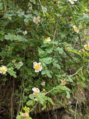 高山薔薇