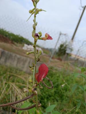 大翼豆 (長序菜豆)