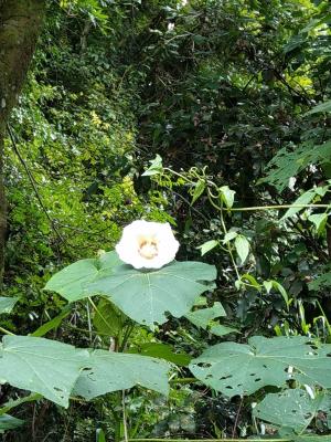 山芙蓉