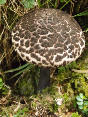 Strobilomyces strobilaceus(松塔牛肝菌)