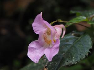 紫花鳳仙花