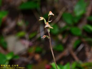 芳線柱蘭