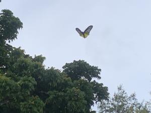 珠光鳳蝶蘭嶼亞種 (蘭嶼黃裙鳳蝶、蘭嶼金鳳蝶)