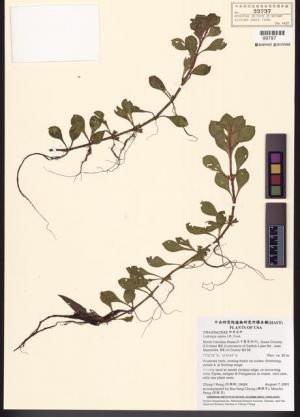 Ludwigia repens J.R. Forst._標本_BRCM 7747