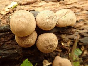 Lycoperdon subincarnatum(亞肉色馬勃)