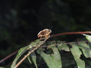 白領帶木蜂紹德亞種