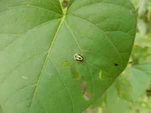 甘薯台龜甲 (甘藷龜金花蟲)