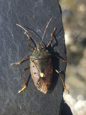 綠湞椿象