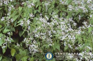 Chromolaena odorata (L.) R. M. King & H. Rob._BRCM 6136