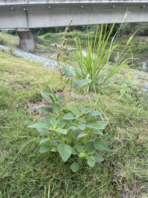 凹葉野莧菜