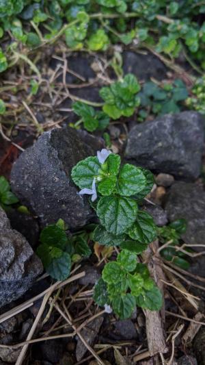 白花草