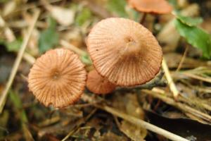 Laccaria laccata(紅蠟蘑)