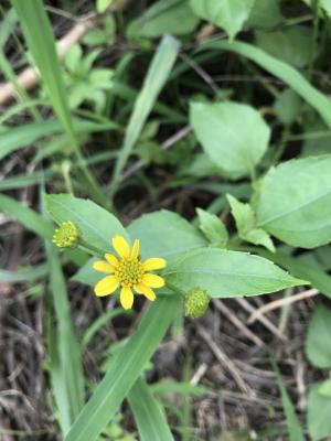 雙花蟛蜞菊