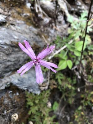 蠅子草