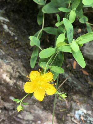 玉山金絲桃