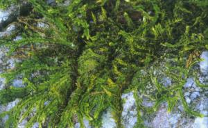 異葉裂萼蘚
